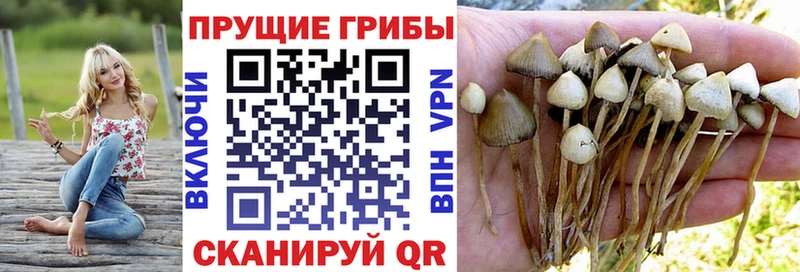 Галлюциногенные грибы мицелий  Купить где  Нижневартовск 
